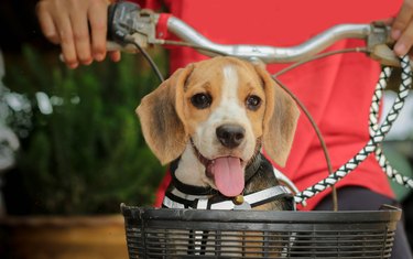 Happy one beagle dog in a collar with a is sit down on the bicyclist. Small beagel.