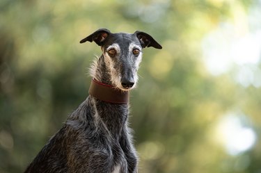 Portrait of a black Galgo