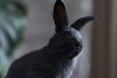 Portrait of a black rabbit on the background of the monstera plant
