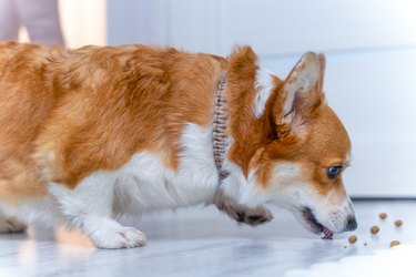 Charming cunning corgi dog secretly licks dry food scattered from floor