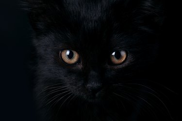 Close-up portrait of a black cat face.