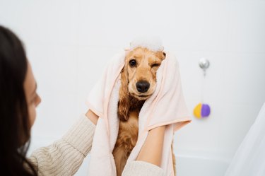Woman with a Lovely Dog taking a bathroom