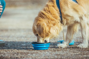 Bland diet for dog with outlet ulcers