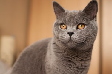 British Shorthair Cat Breed Characteristics Cuteness