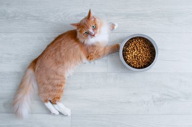 Ginger cat and a metal bowl with dry food on the white floor of the room.