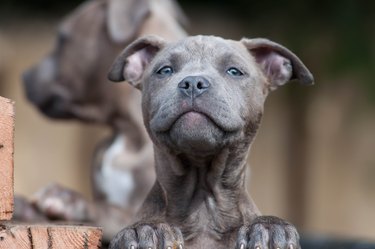 Blue Brindle blue-eyed pit bull terrier puppy looking at camera with goofy look