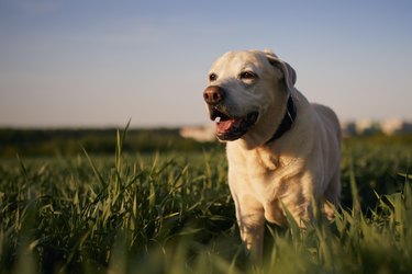 Happy dog in spring nature