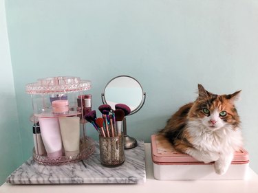 orange white and black cat sitting on bathroom vanity