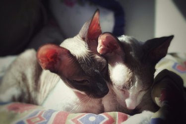 Two Cornish rex cats cuddling together on a bed.