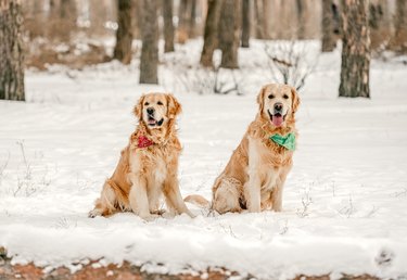 what does an elevated bun level mean for a dog