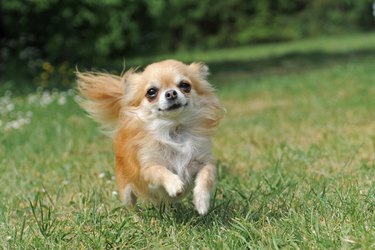 running chihuahua