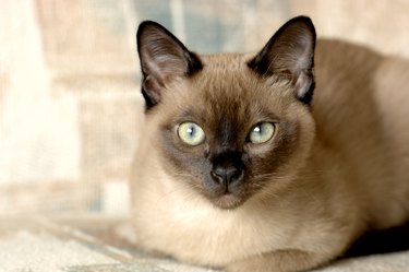 Close-up of a Tonkinese cat.