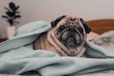 Senior pug dog wrapped on blanket and relaxing on the bed at home.