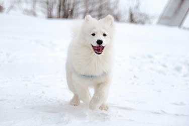 A Samoyed dog running across a snow covered field.