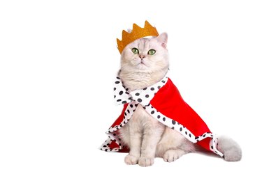 A luxurious white cat in a golden crown and a red robe, sitting on a white background