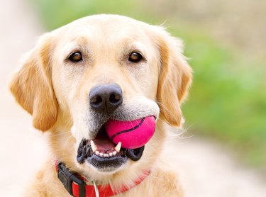 Golden Retriever with pink ball