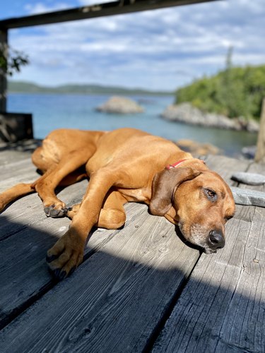 Redbone Coonhound