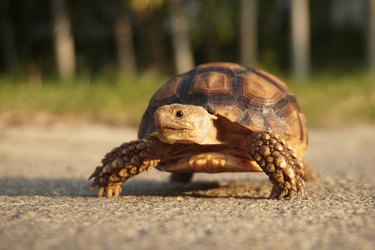 The Difference Between Male & Female Sulcata Tortoises | Cuteness