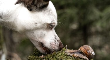 White dog sniffs african achatina snails outdoors