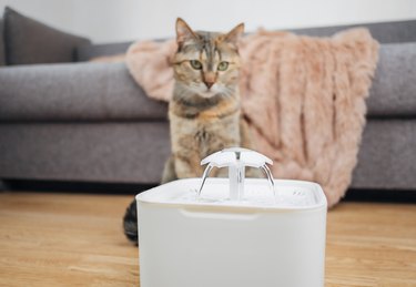 Cat looking at water in pet drinker.