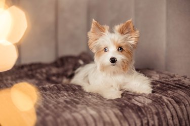 Close-up portrait of a cute Yorkshire Terrier puppy