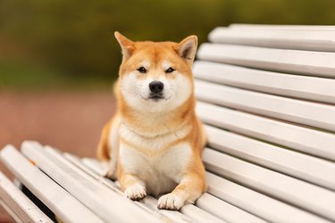 Close up portrait of shiba inu dog lying down on the bench