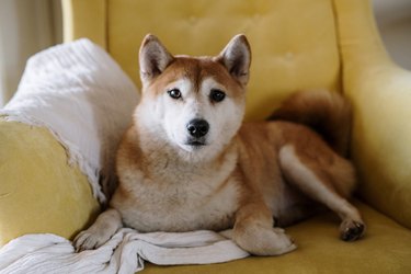 Portrait of shiba inu relaxing on sofa at home,Indonesia