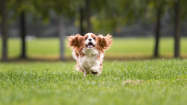 Are Ornamental Grasses Poisonous to Dogs? | Cuteness