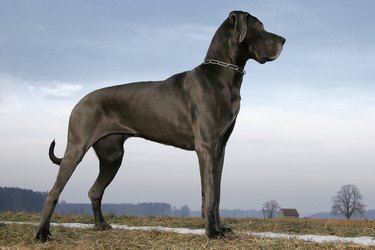 A great dane standing in profile on a farm.