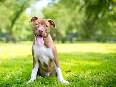 A cute red and white mixed breed puppy sitting outdoors