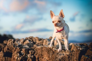 why are big dogs afraid of little dogs