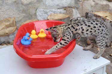 Wild cat in bath with colorful plastic ducks