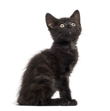 Black cat, kitten (2 months old) on white background