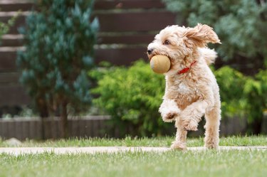 Dog outside with ball in mouth