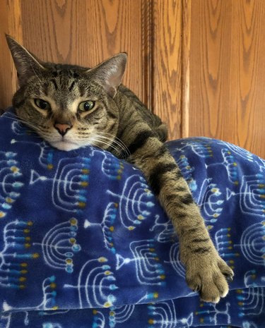 Cat relaxing on menorah blanket