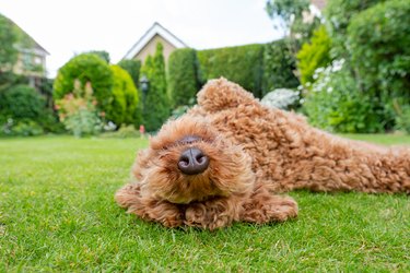 Dog wipes mouth after sales eating