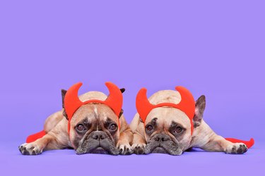 Halloween French Bulldog dogs wearing red devil horns costume headbands