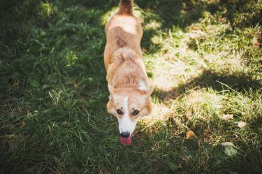 Curious and cute dog on the grass