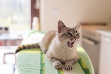 Cat with blue eyes and open mouth at home.