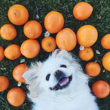 are mandarin oranges bad for a dog