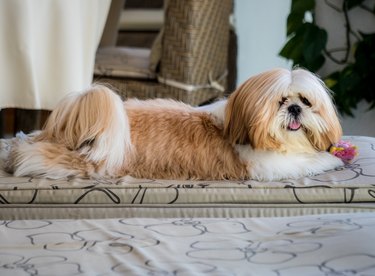 A Shih Tzu dog portrait.