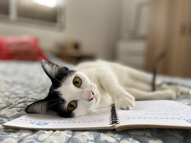 Cat looking at camera , cute cat on bed