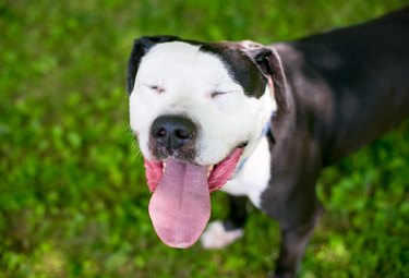 A Pit Bull Terrier-type dog with a black body and white face is standing on the grass. The dog has its mouth open and tongue out and its eyes are closed.