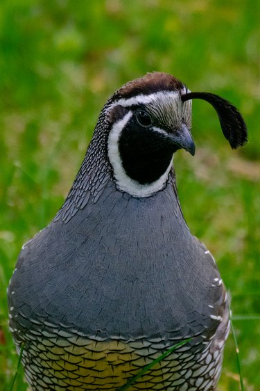 Curious Quail Against Green Background