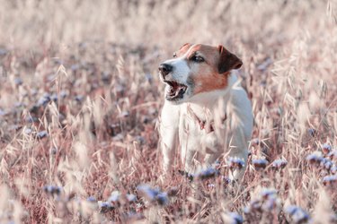 Cute barking dog jack russell terrier standing outside in summer flowering meadow