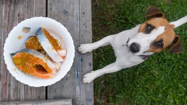Top view of a jack russell terrier dog next to a plate of raw red fish steaks marinated in spices outdoors