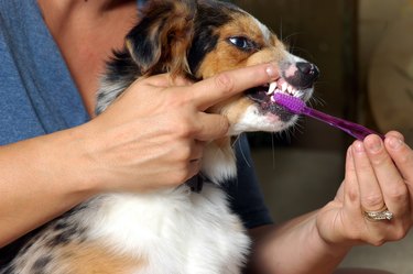 Dental Brushing Dogs Teeth