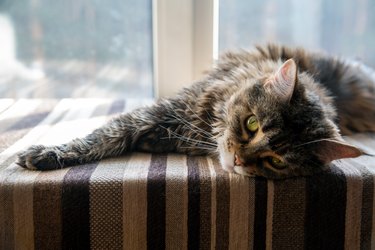 Maine Coon cat lies on the windowsill and looks thoughtfully. Pet care.