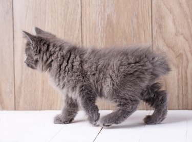 Gray American bobtail kitten walking against a wood wall background.