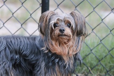 puppy cut yorkie